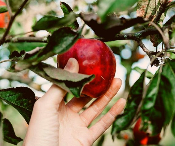 L'Histoire de la Pomme d'Adam: Pourquoi pas le pomme d'Eve?