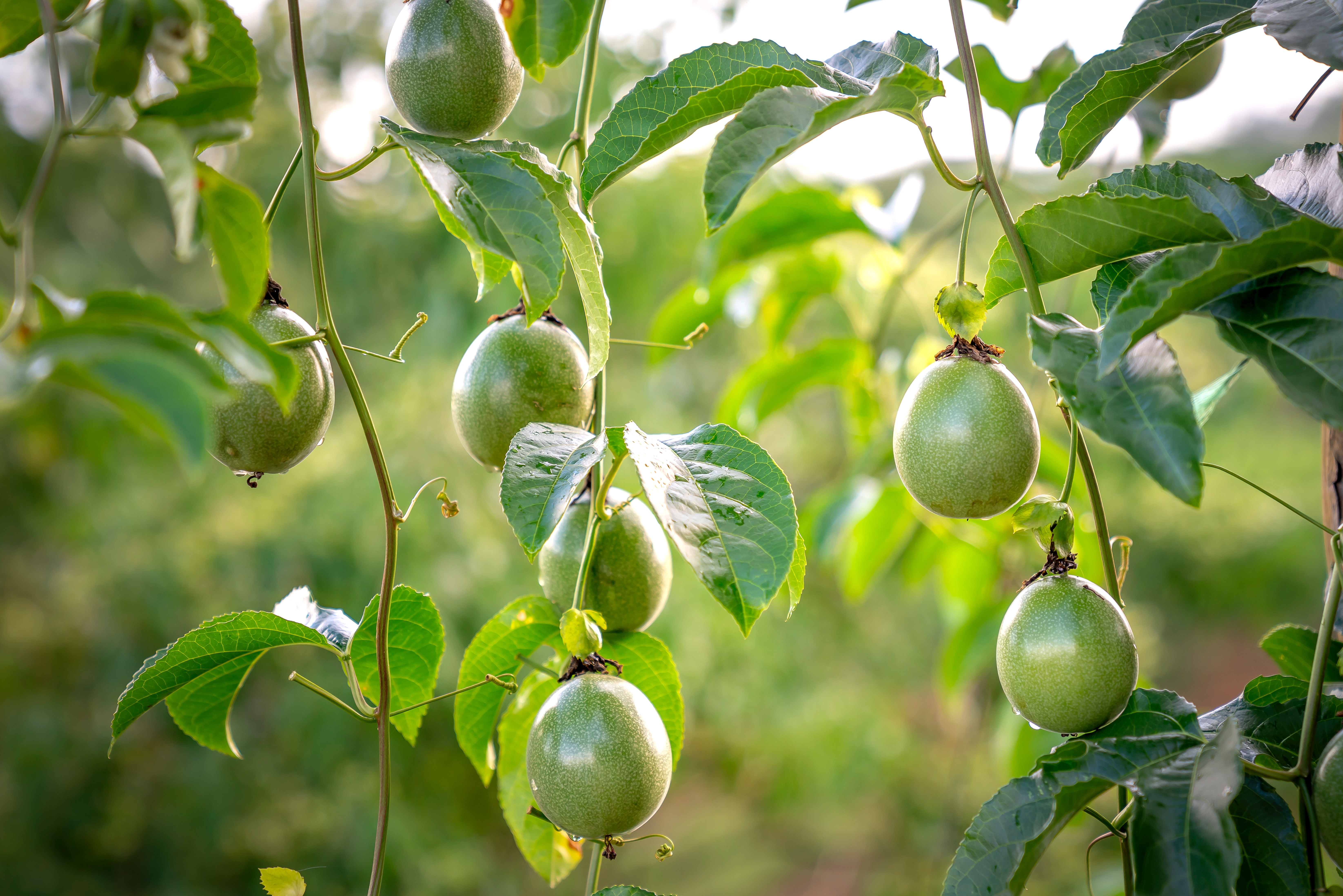 Tout savoir sur l'histoire et les bienfaits du fruit de la passion